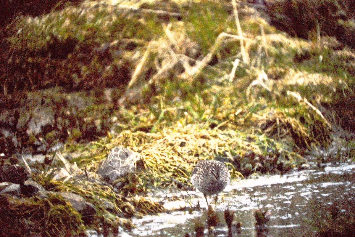 Wood Sandpiper - ML647527067