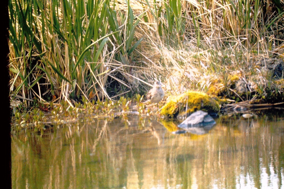 Wood Sandpiper - ML647527068