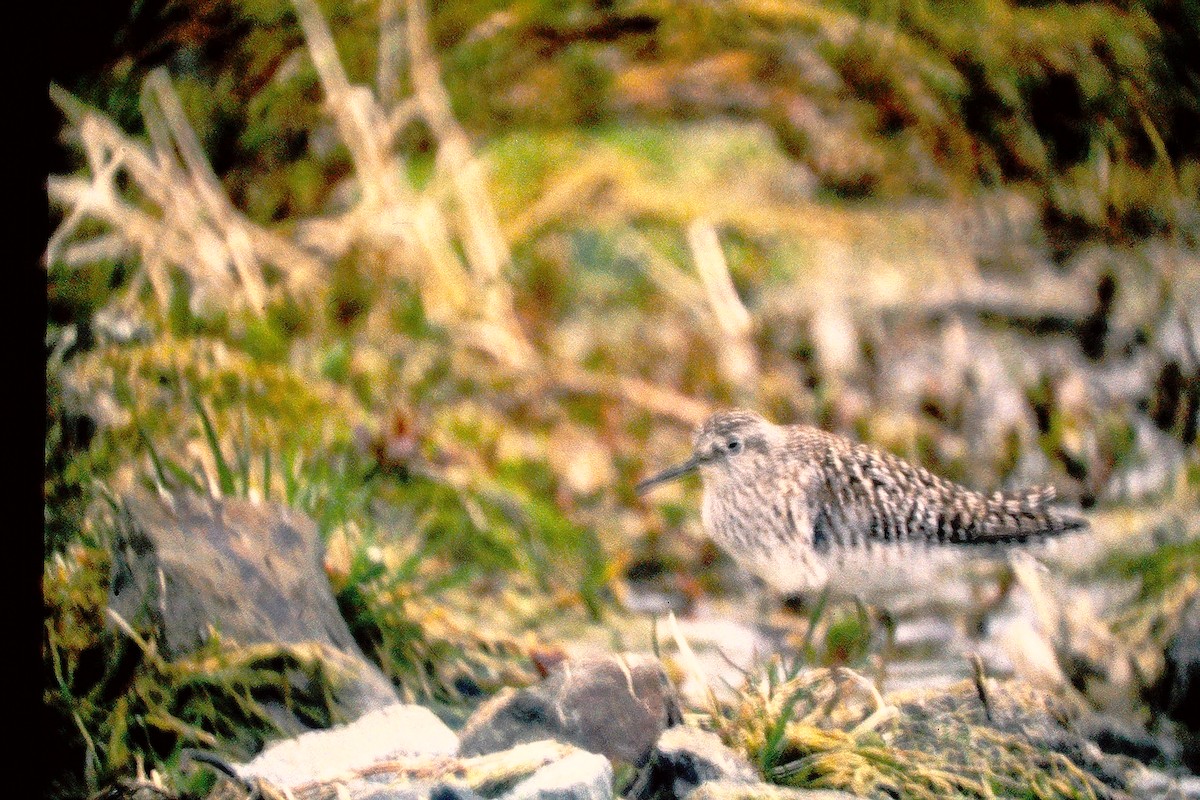 Chevalier sylvain - ML647527069