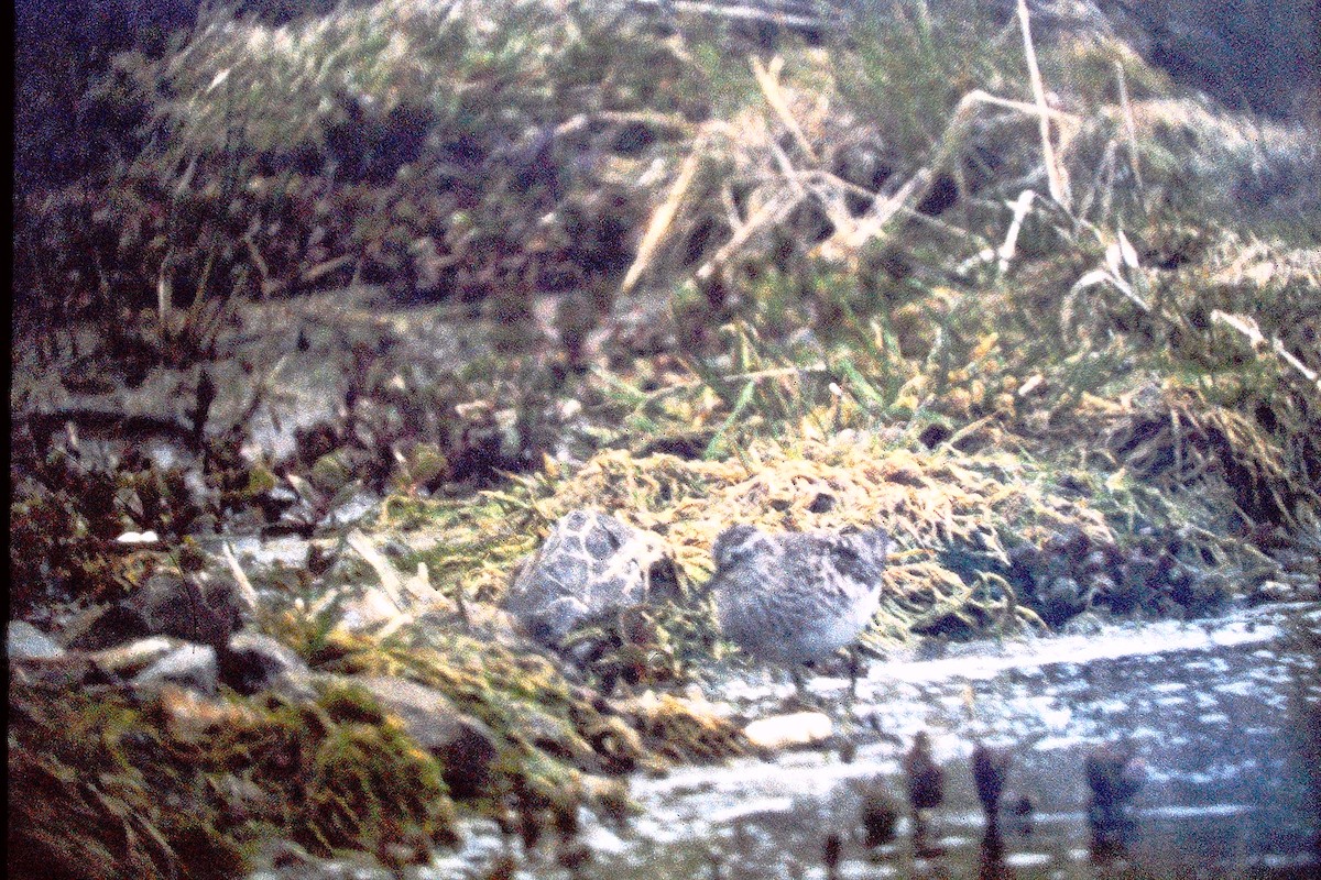 Chevalier sylvain - ML647527070