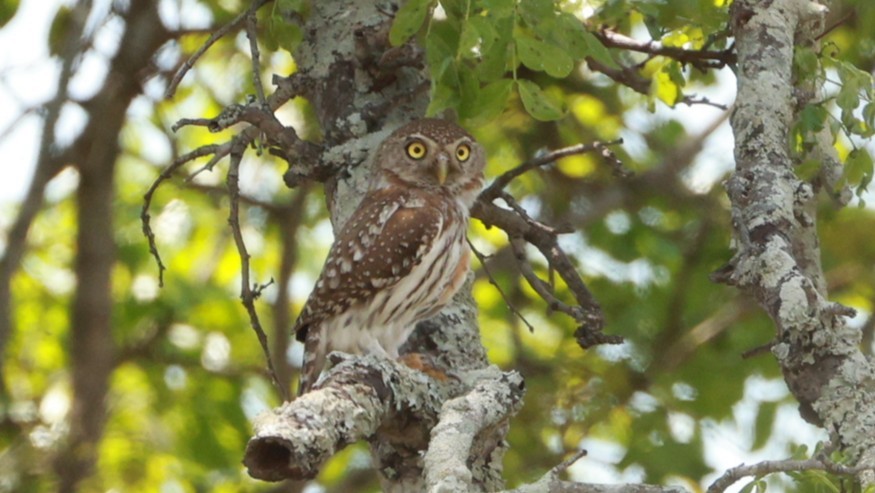 Pearl-spotted Owlet - ML647527071