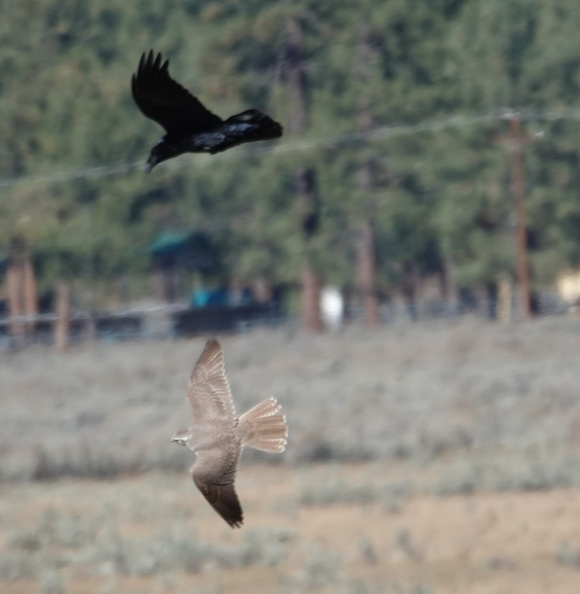 עורב שחור - ML647527074