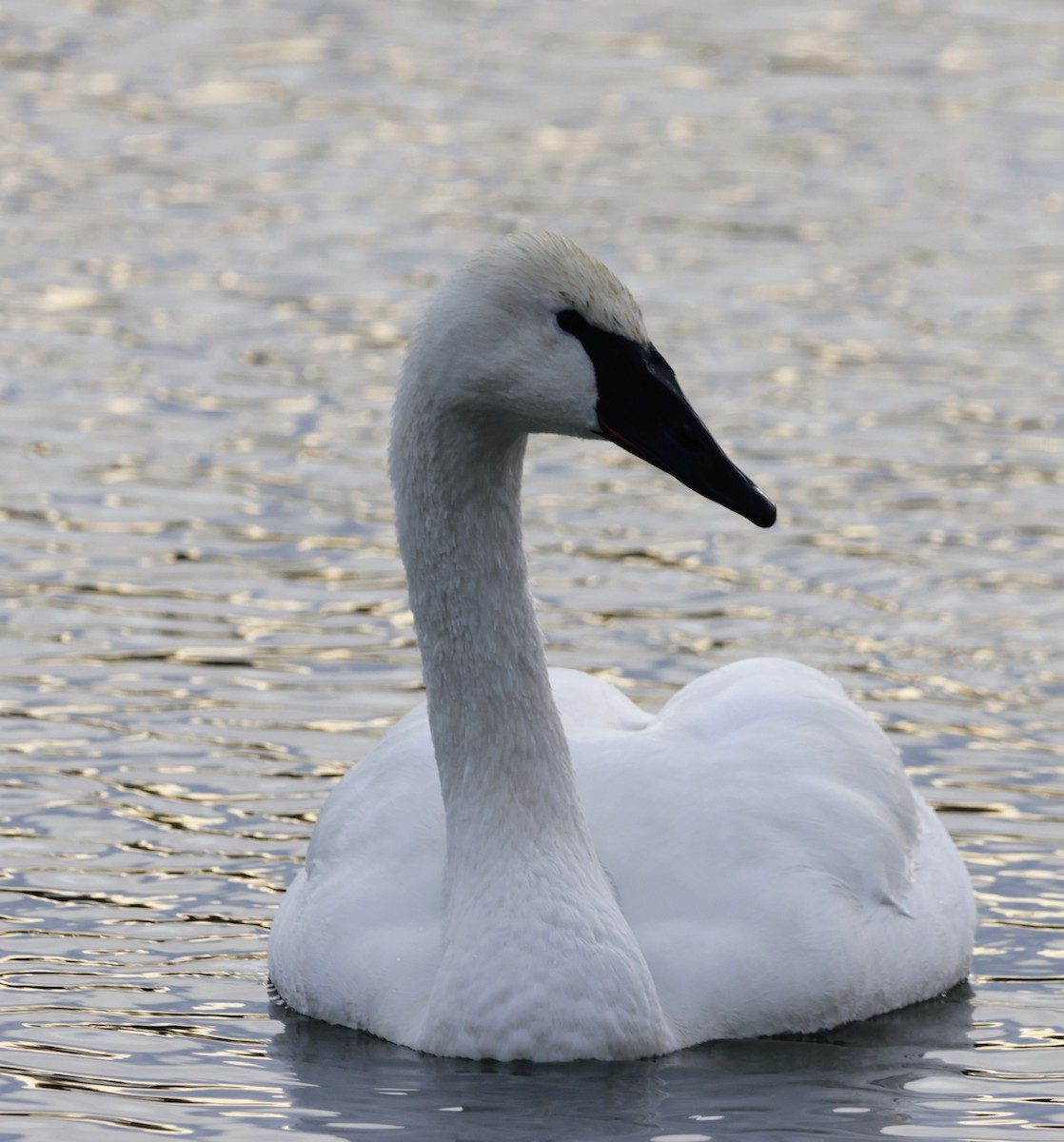 Trumpeter Swan - ML647527121