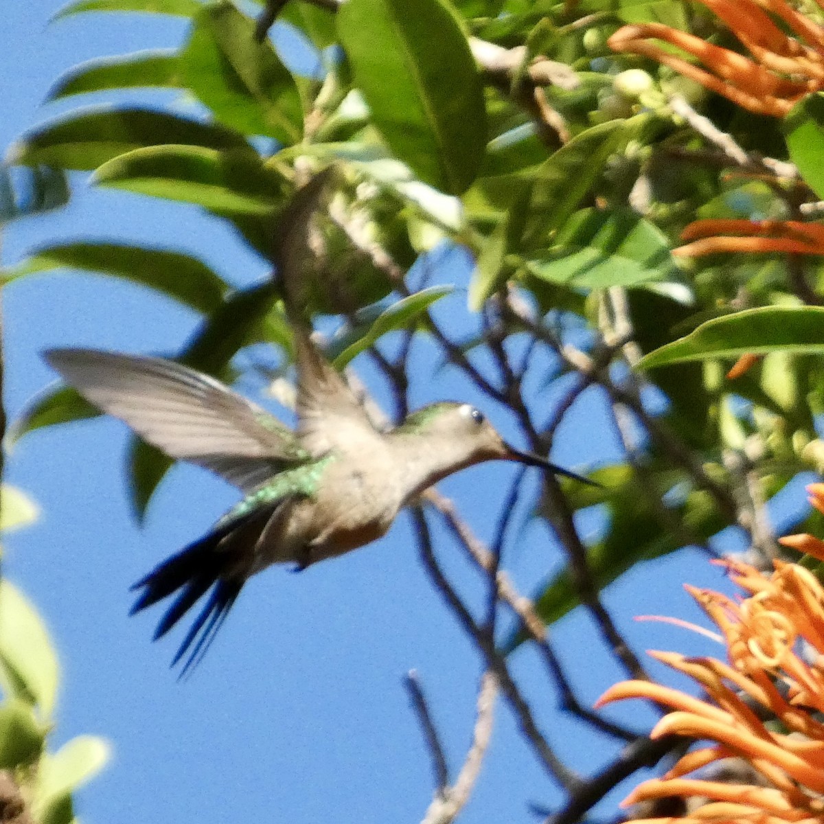 Wedge-tailed Sabrewing - ML647527132