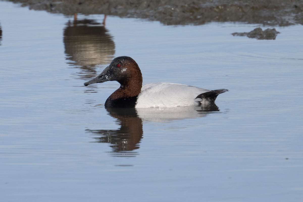 Murgilari bizkarzuria - ML647527141