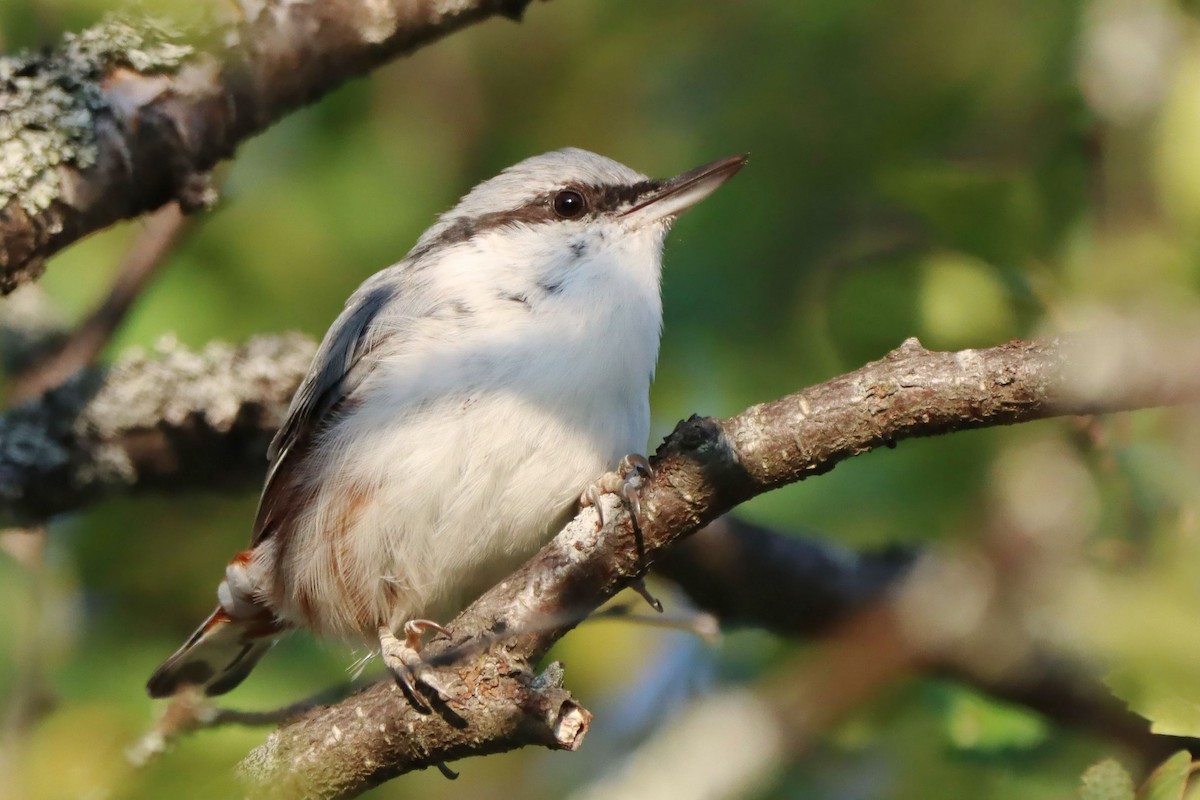 Eurasian Nuthatch (Western) - ML647527145