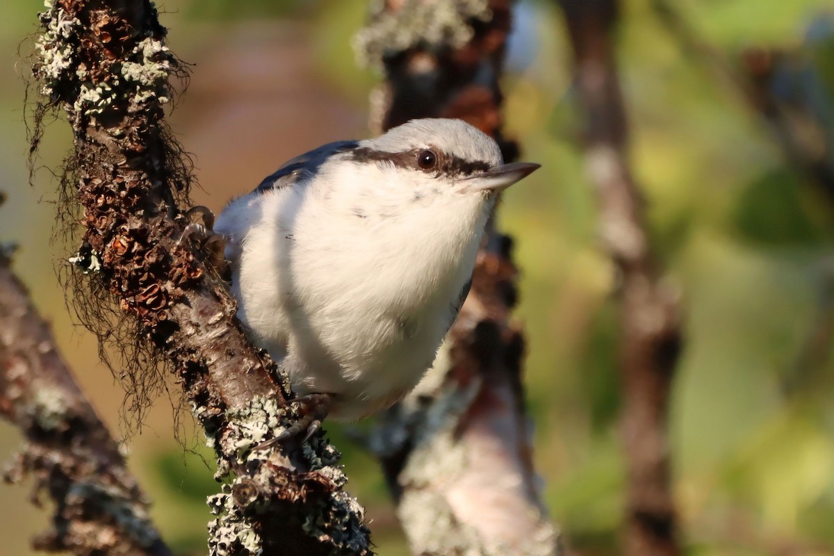 Eurasian Nuthatch (Western) - ML647527146