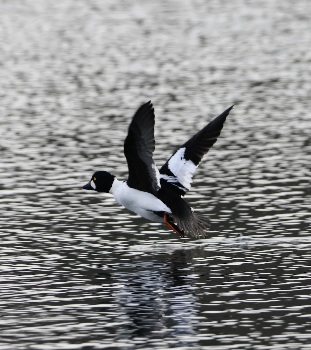 Common Goldeneye - ML647527158