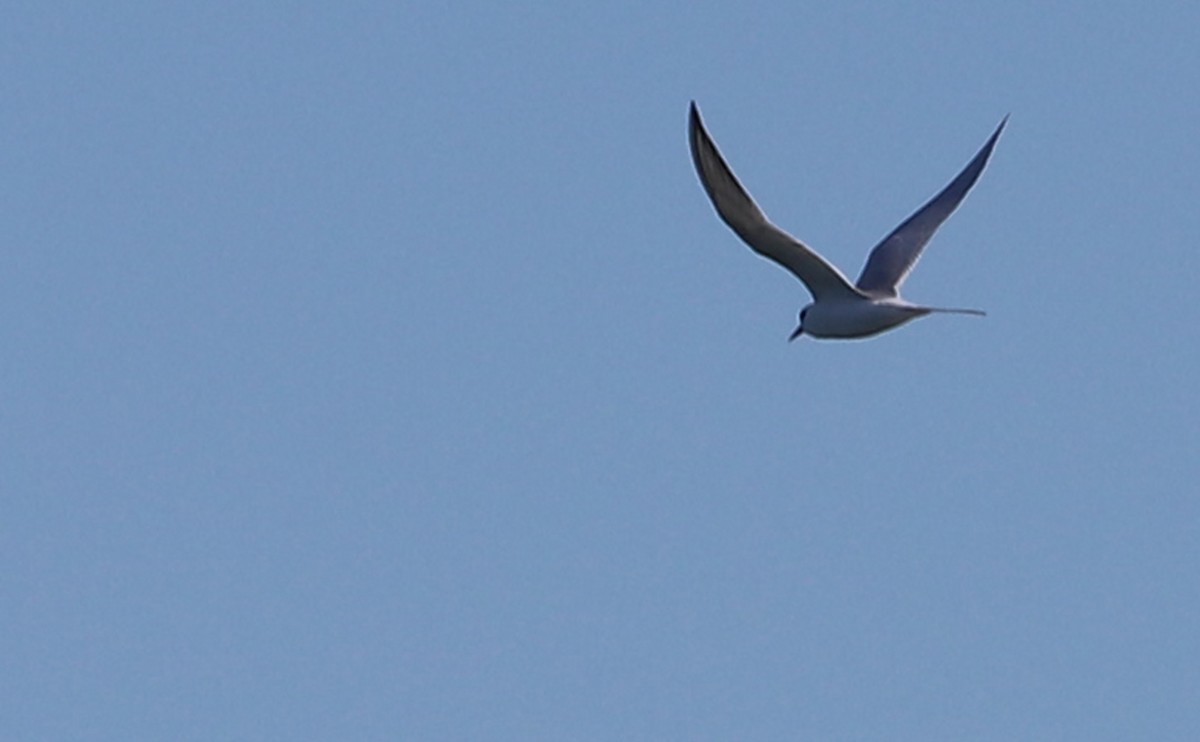 Forster's Tern - ML647527165