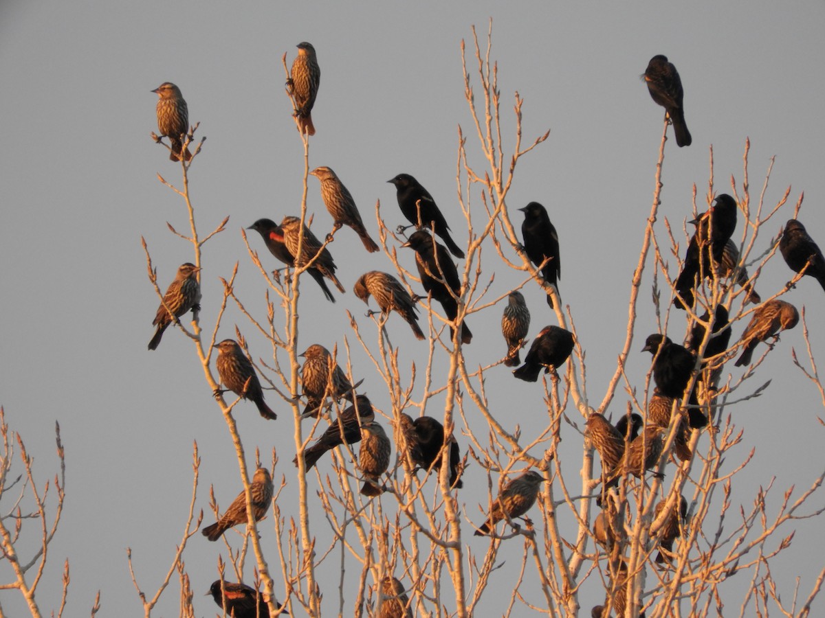Red-winged Blackbird - ML647527169