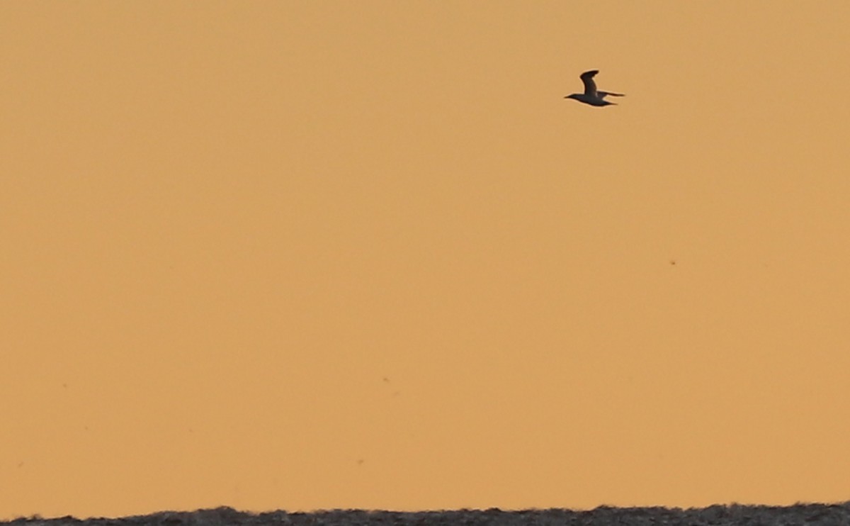 Northern Gannet - ML647527172