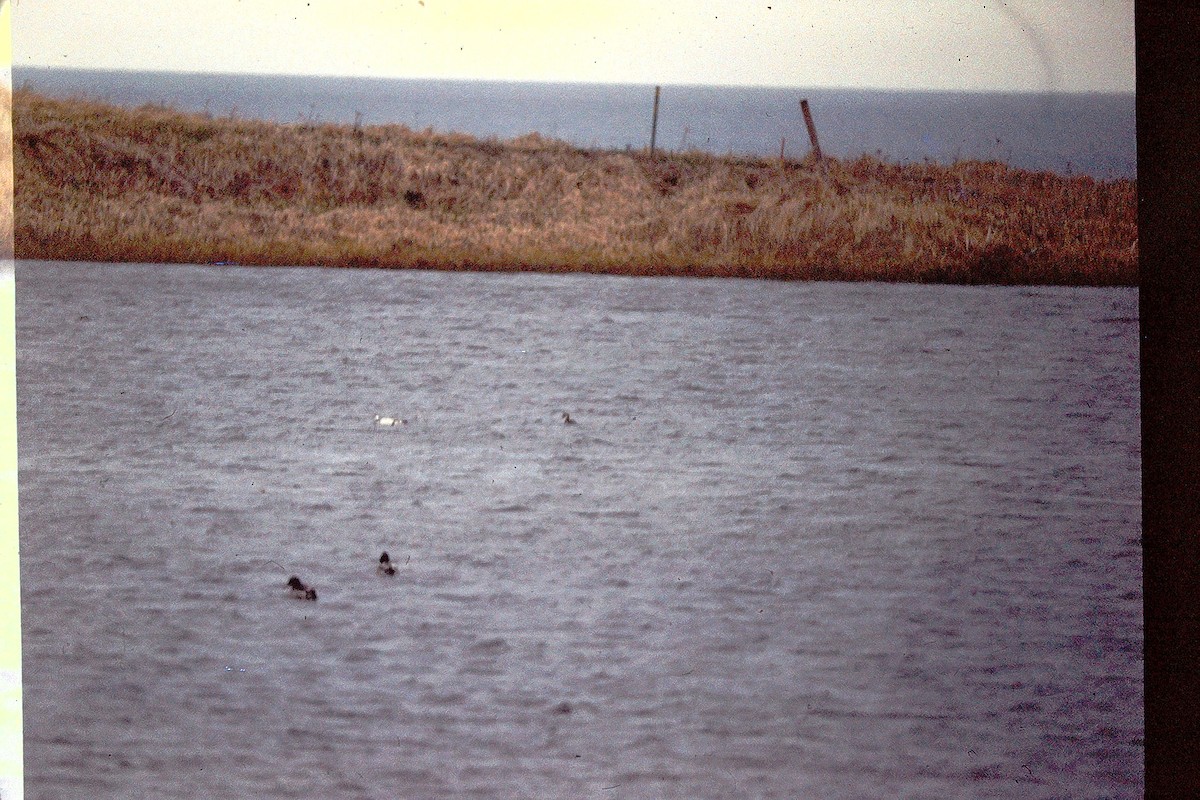 Harle piette - ML647527176