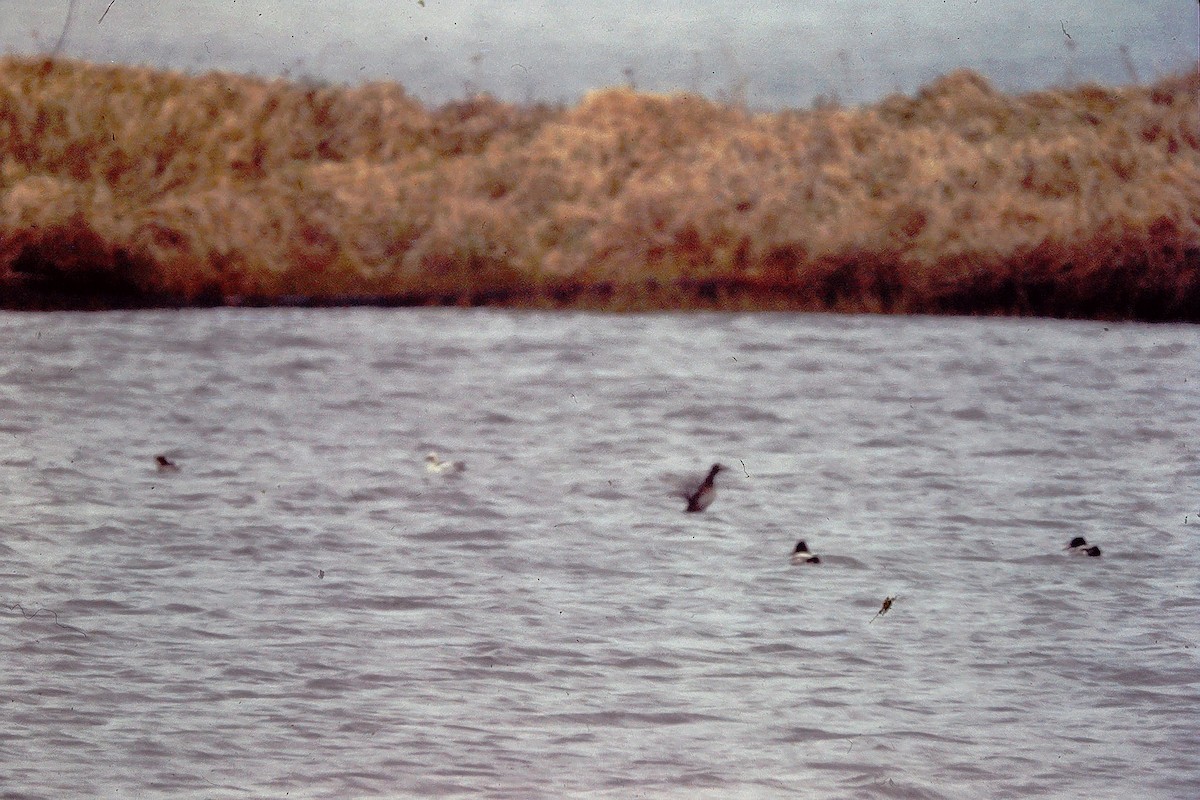 Harle piette - ML647527177