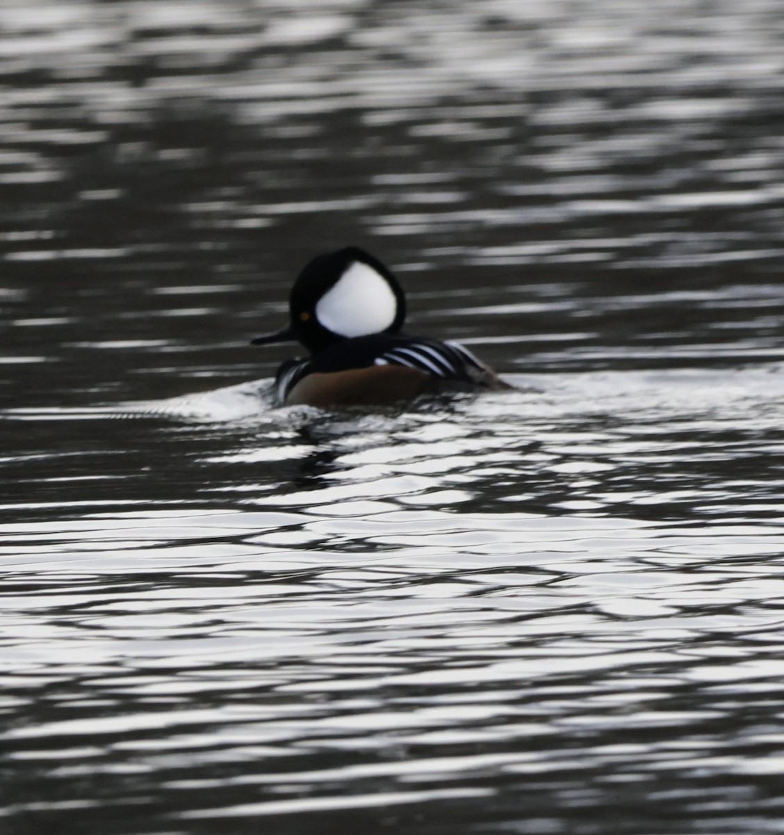 Hooded Merganser - ML647527207