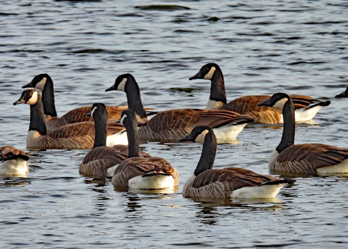 Canada Goose - ML647527220