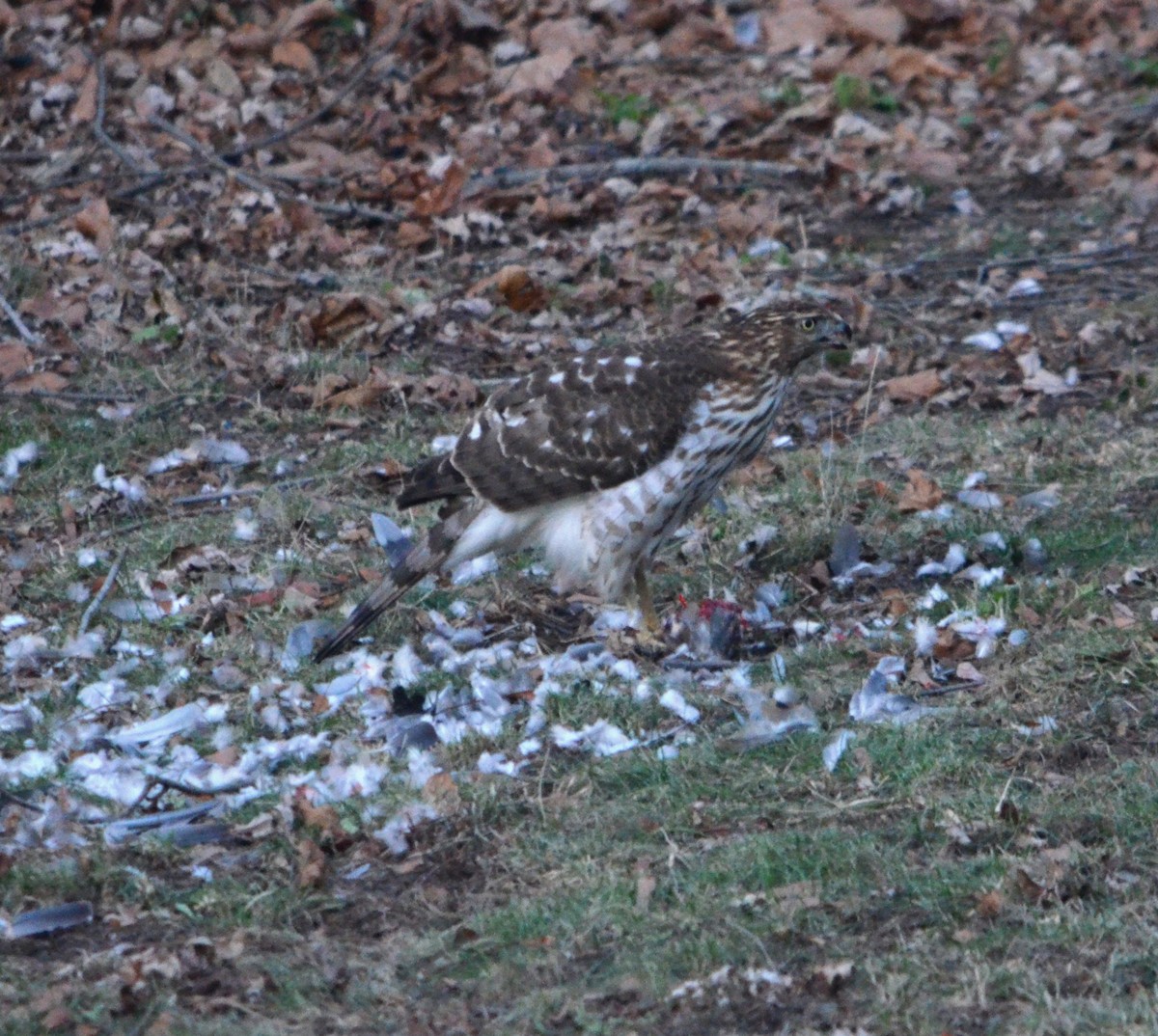 Cooper's Hawk - ML647527232