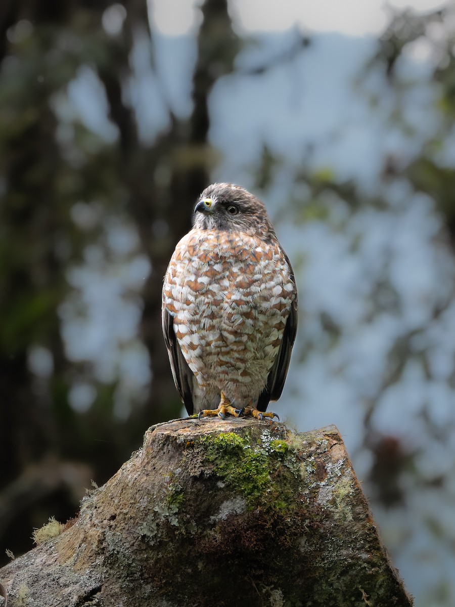 Broad-winged Hawk - ML647527241