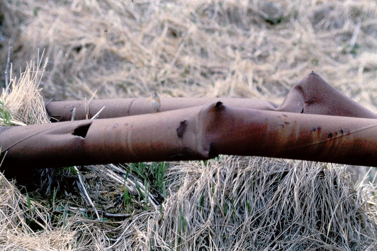 Merle obscur - ML647527243