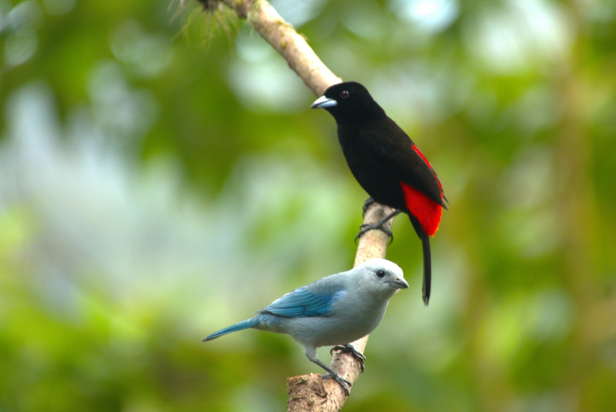 Tangara Azuleja - ML647527255