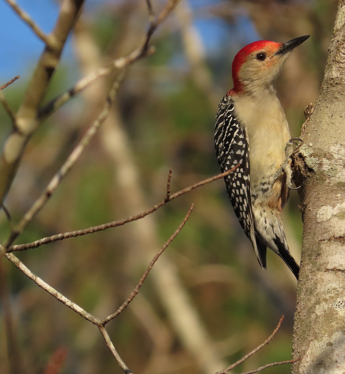 Carpintero de Carolina - ML647527259