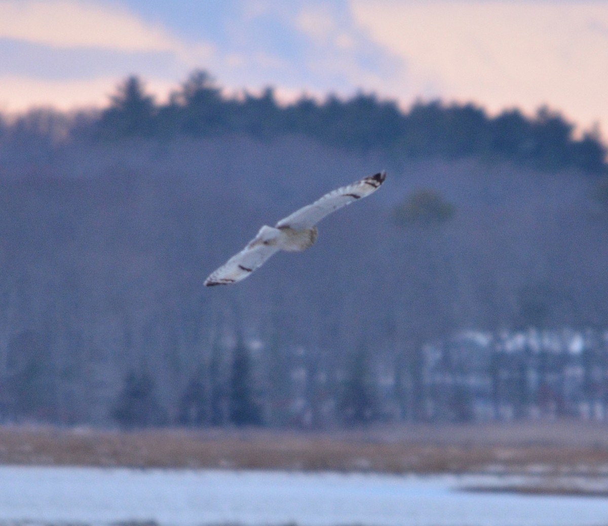 Short-eared Owl (Northern) - ML647527260