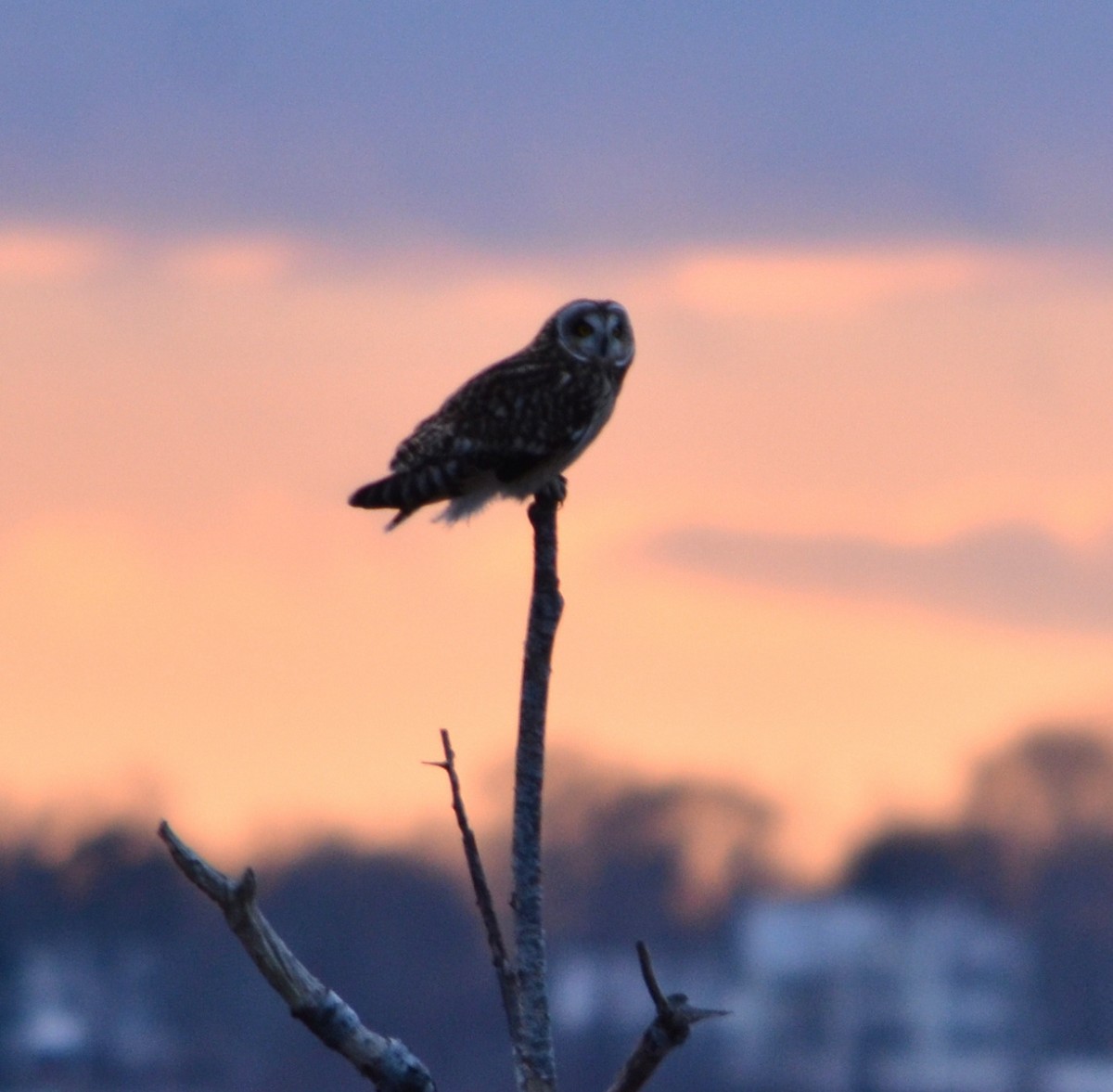 Short-eared Owl (Northern) - ML647527261