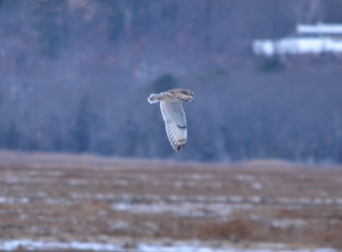 Short-eared Owl (Northern) - ML647527262