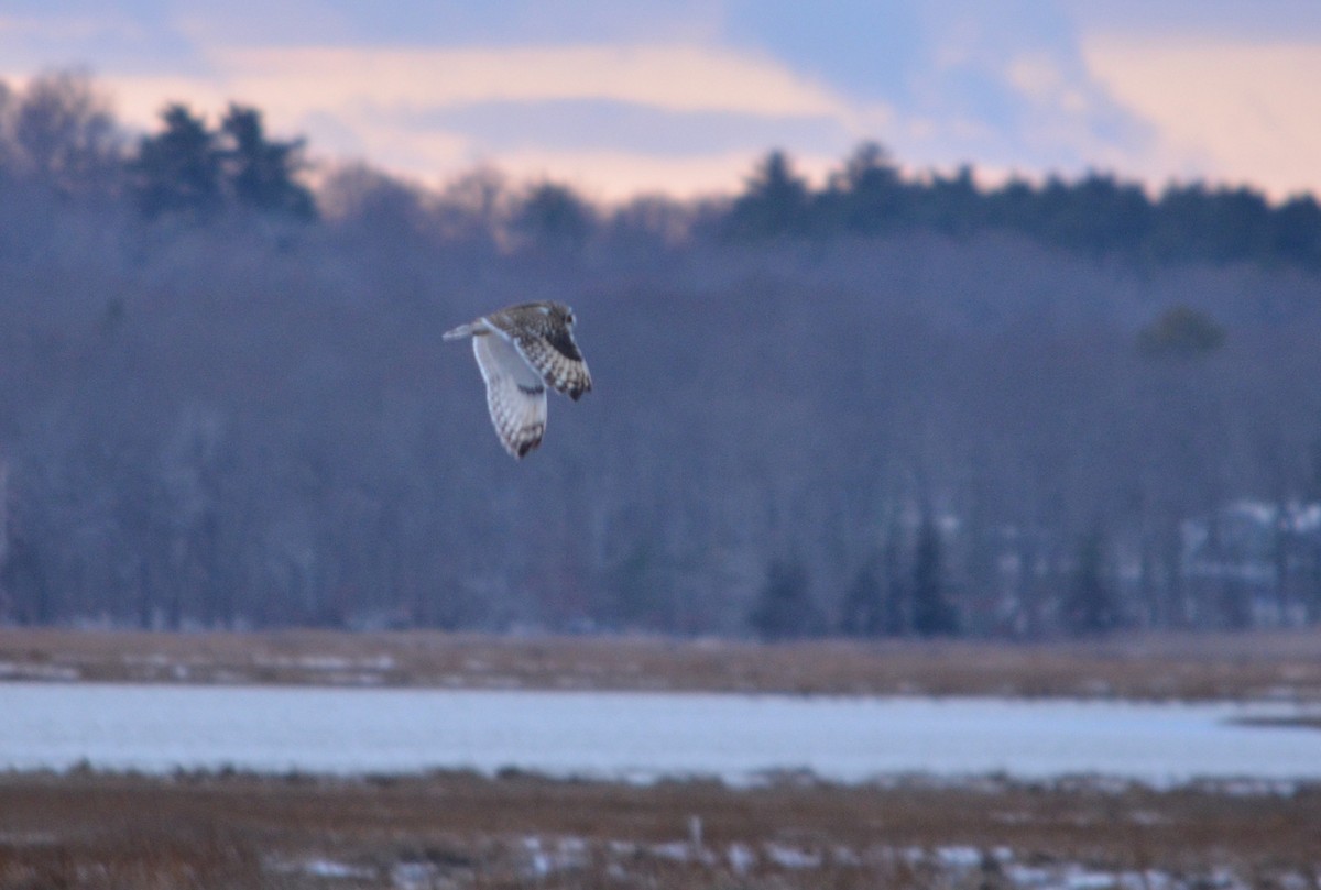 Búho Campestre (Norteño) - ML647527263