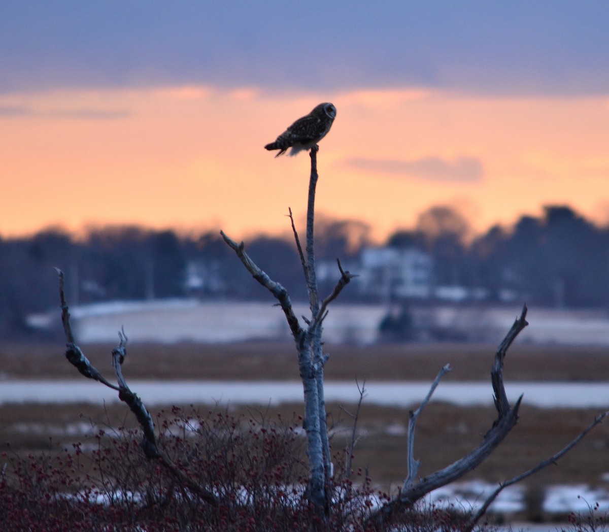 Búho Campestre (Norteño) - ML647527264