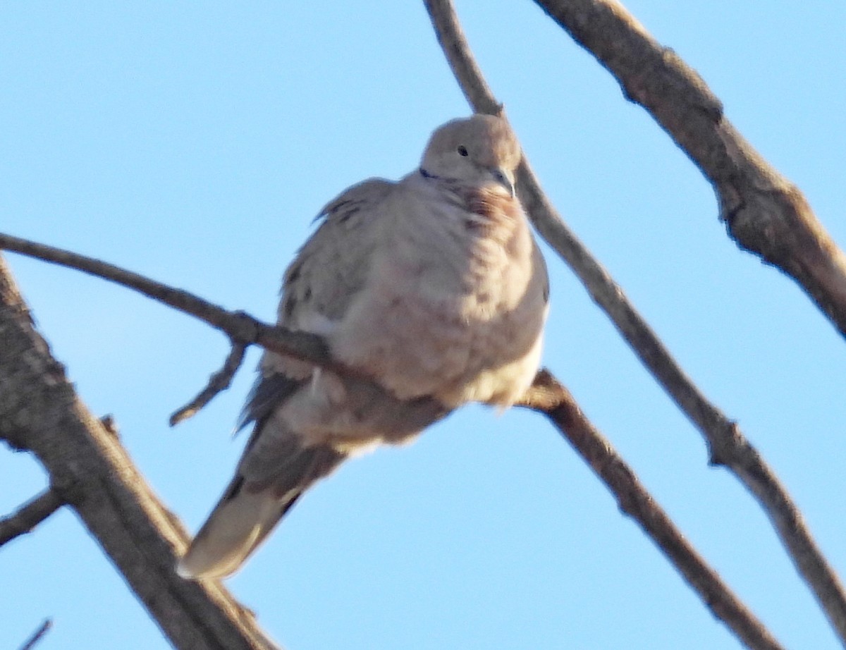 Tórtola Turca - ML647527265