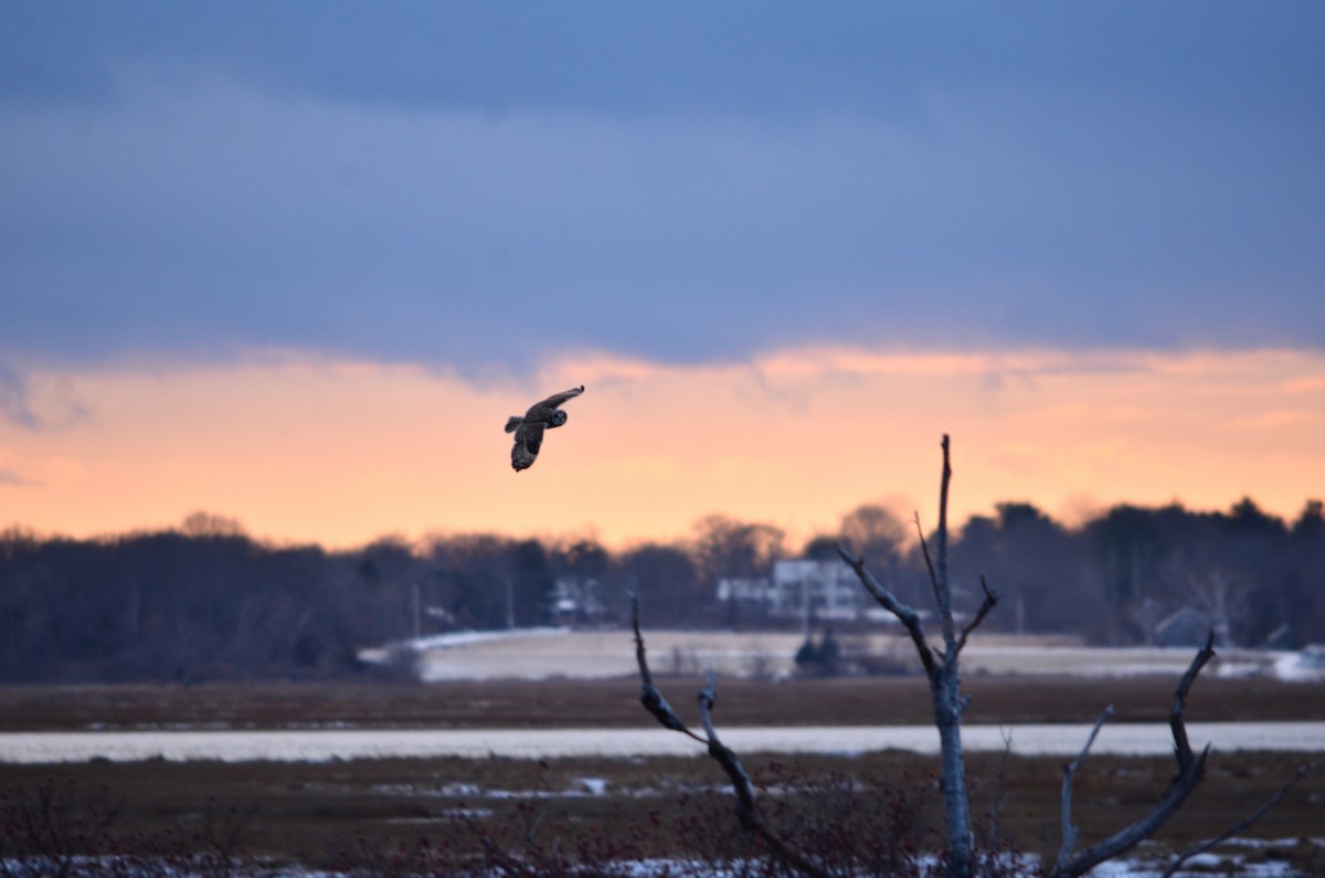 Búho Campestre (Norteño) - ML647527267