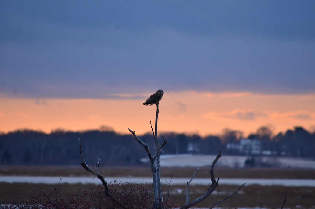 Búho Campestre (Norteño) - ML647527268