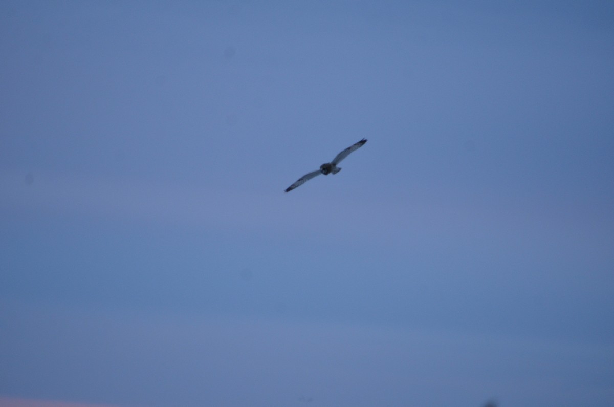 Búho Campestre (Norteño) - ML647527269