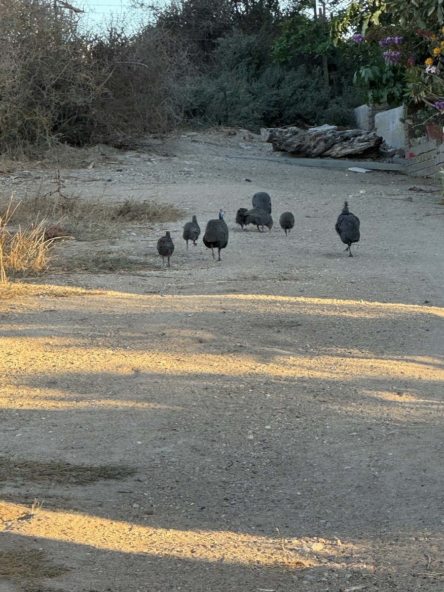 Pintada Común - ML647527273