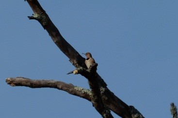 Carpintero Escapulario - ML647527274