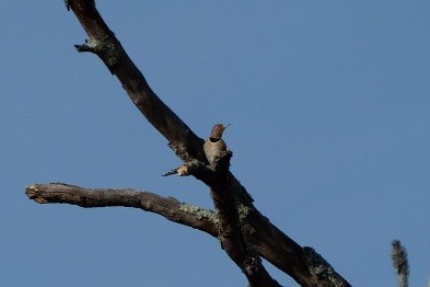 Carpintero Escapulario - ML647527275