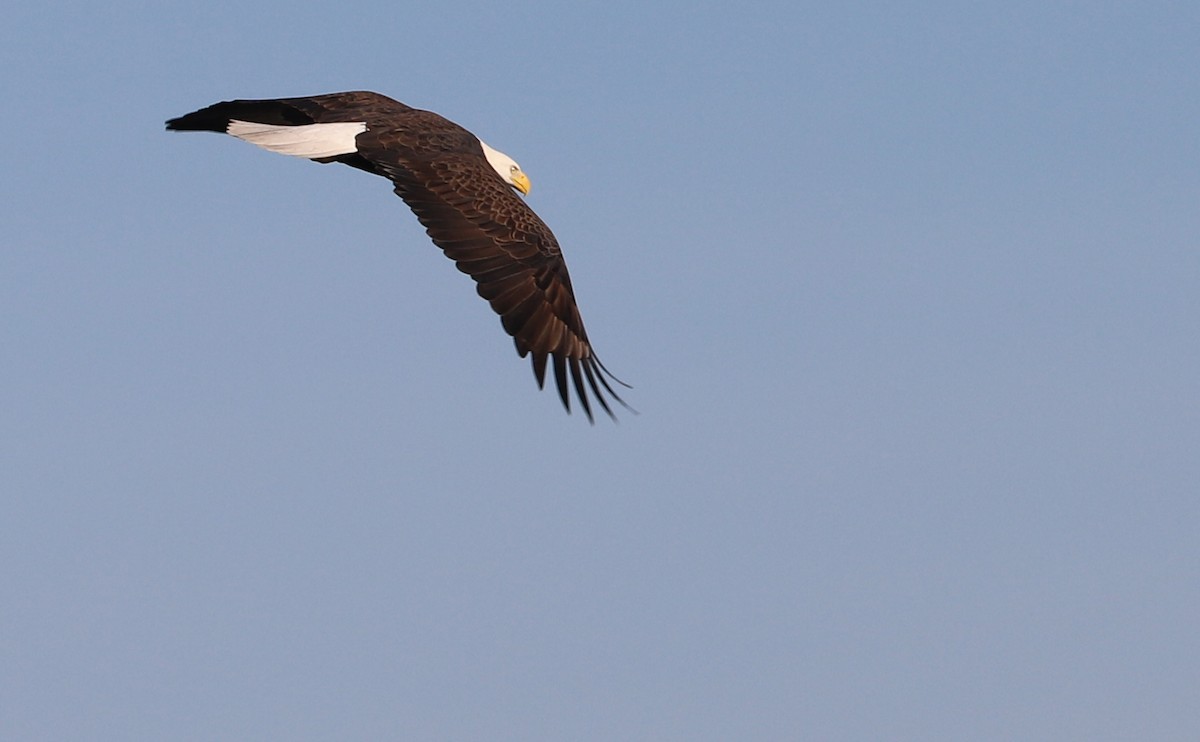 Pigargo Americano - ML647527276