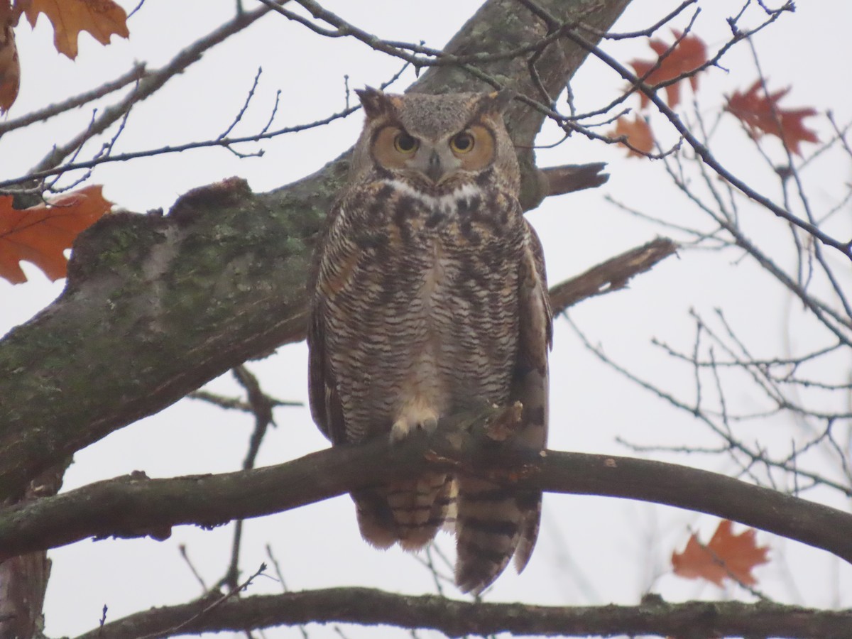 Búho Americano - ML647527277