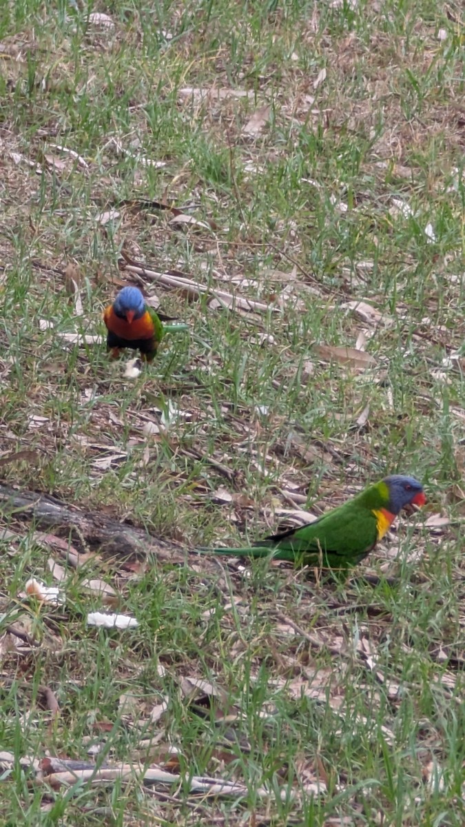 Lori Arcoiris - ML647527278