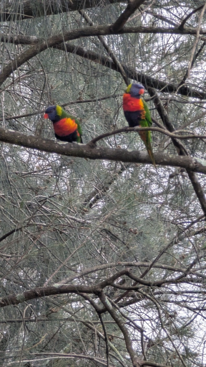 Lori Arcoiris - ML647527279