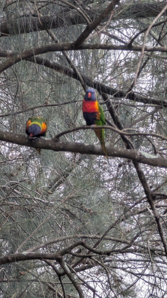 Lori Arcoiris - ML647527280