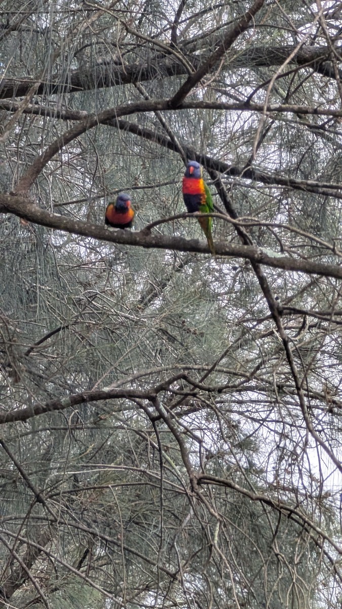 Lori Arcoiris - ML647527281