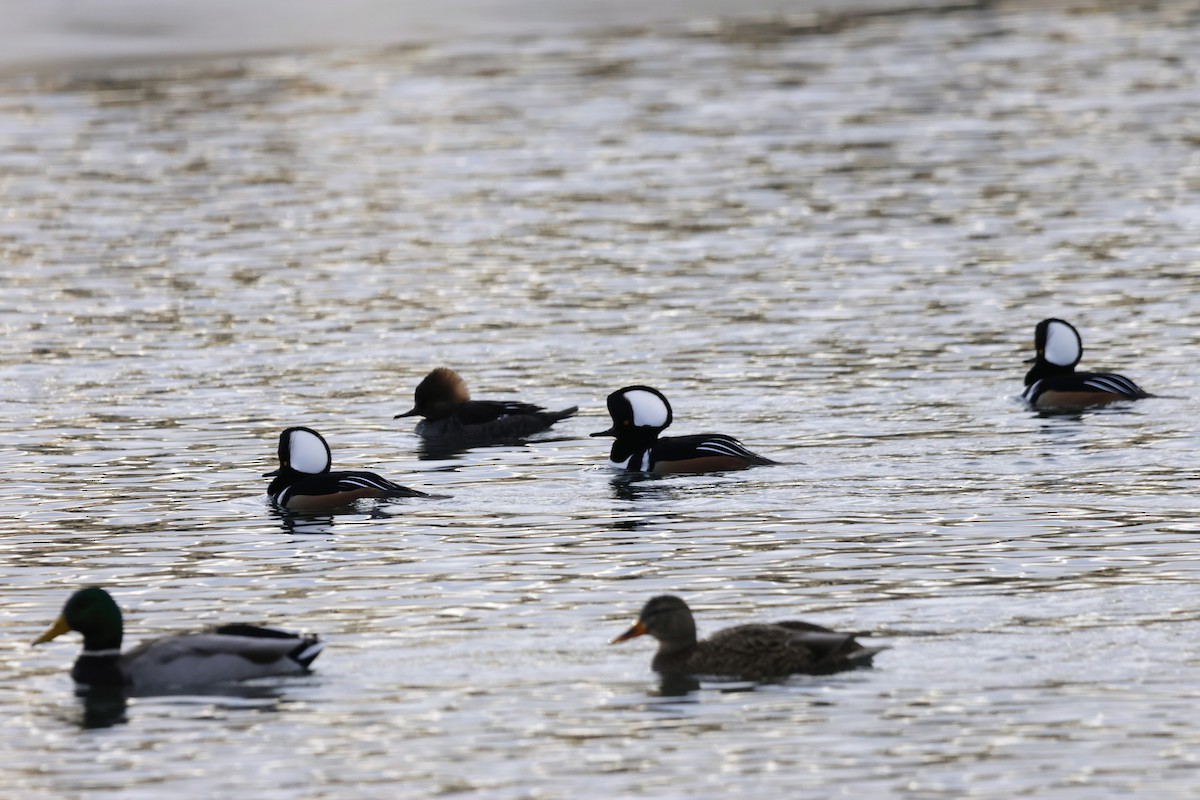 Serreta Capuchona - ML647527282