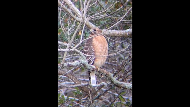 Busardo Pechirrojo - ML647527284