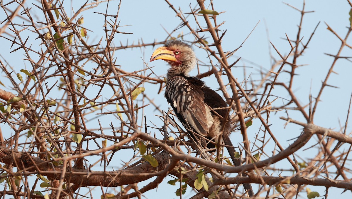 Toco Piquigualdo Sureño - ML647527285