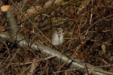 Chingolo Cantor - ML647527287