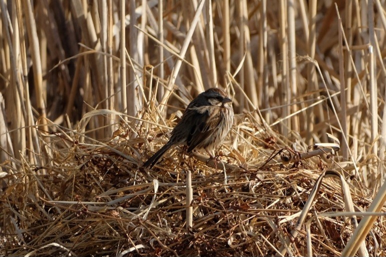 Chingolo Cantor - ML647527288