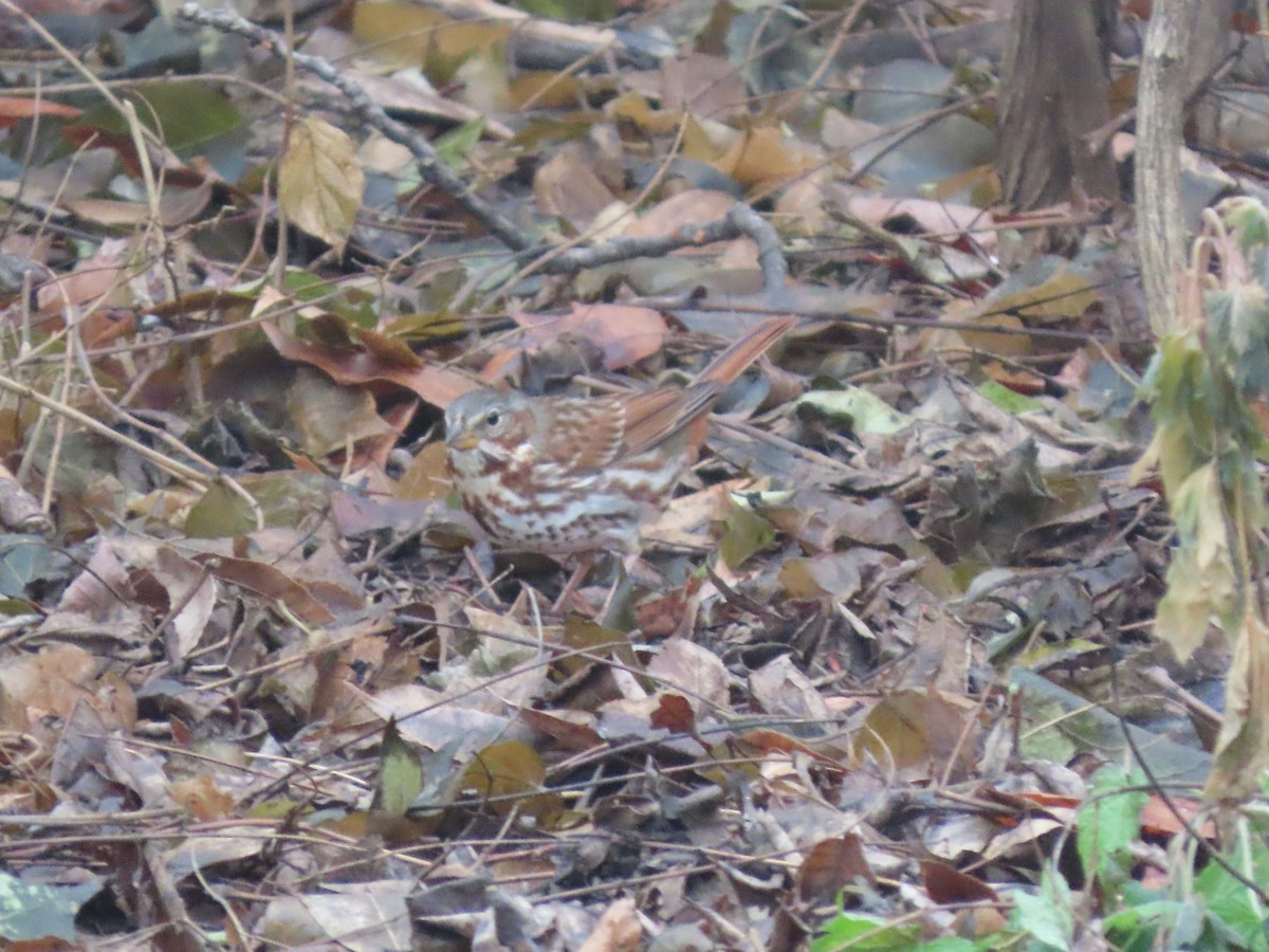 Chingolo Zorruno - ML647527289