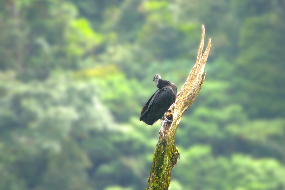 Zopilote Negro - ML647527292