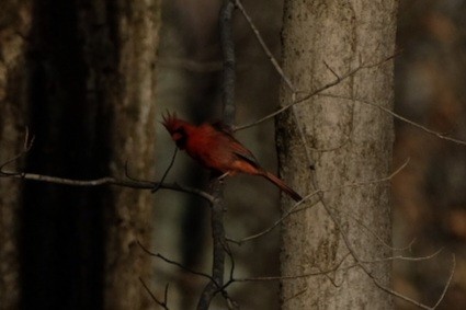 Cardenal Norteño - ML647527295